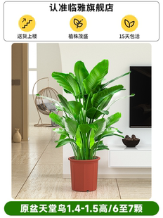 常青 散尾葵植物盆栽客厅大型绿植室内好养办公室凤尾竹天堂鸟四季