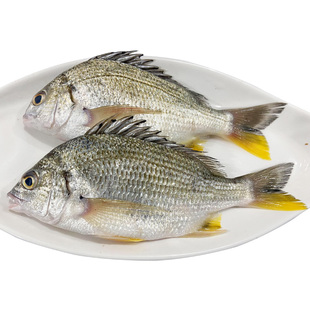 黄翅鱼黄立鱼新鲜海捕潮汕海鲜水产鲜活冷冻黄赤黄鳍鲷黄墙黄脚立