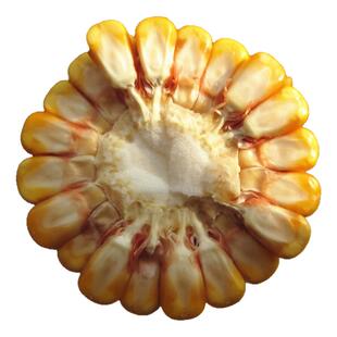 国审康农玉源玉66珺玉6号杂交玉米种子8009饲料包谷苞谷苞米种籽