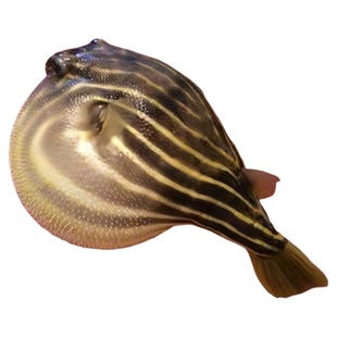 斑马狗头河豚鱼斑狗头鱼苗热带鱼观赏鱼淡水河豚凶猛鱼苗活体包邮