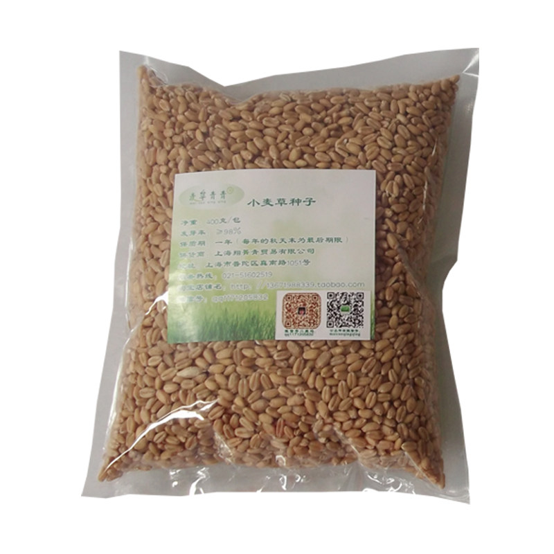 富硒小麦草种子猫草麦苗做麦芽糖做青团纸上种菜当好种易活年新种