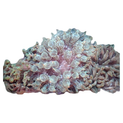 奶嘴海葵海缸造景软体珊瑚小丑鱼