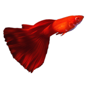 精品血红大背全红大c缎带鱼纯种孔雀鱼小型热带鱼观赏鱼凤尾鱼