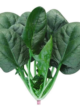 蔬菜四季阳台盆栽大叶菠菜