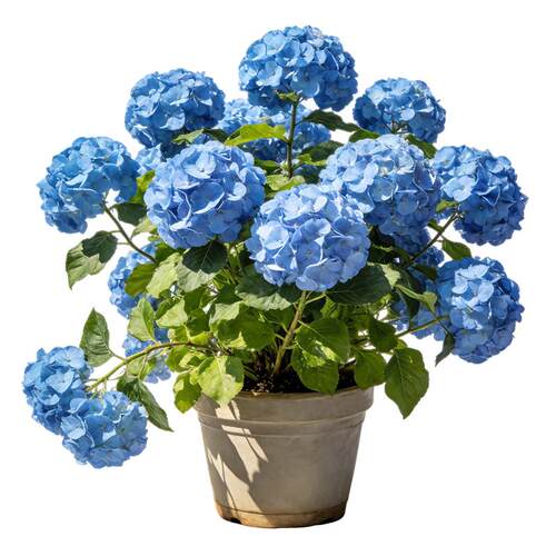 史丹利绣球花盆栽带花苞无尽夏大苗蓝色高端老桩大号四季开花重瓣