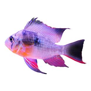 荷兰凤凰金波子玻利维亚热带鱼观赏鱼阿凡达球荷兰凤凰短鲷鱼活体