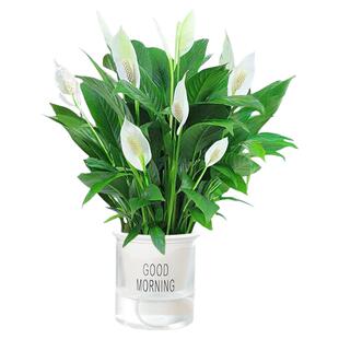 白掌一帆风顺盆栽水培植物绿萝箩花卉室内花绿植红掌发财树