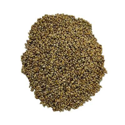 养鸡专用草进口杂交狼尾草草籽种