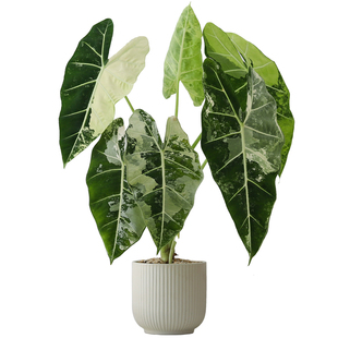 绿天鹅锦海芋盆栽室内植物办公室内桌面绿植懒人好养花卉盆景送礼