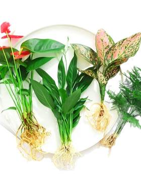 花卉盆栽水培植物室内绿四
