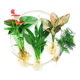 花卉盆栽水培植物室内花绿植四季水生好养活绿萝富贵文竹芋红白掌