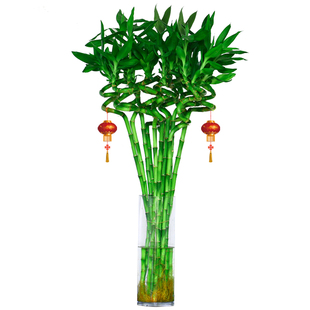 水养富贵竹水培植物转运竹龙竹弯竹水竹开运竹子盆栽室内带根绿植
