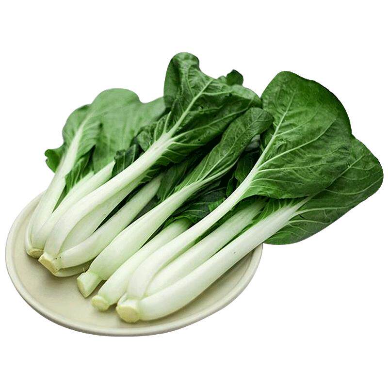 阳台种植四季小白菜种子