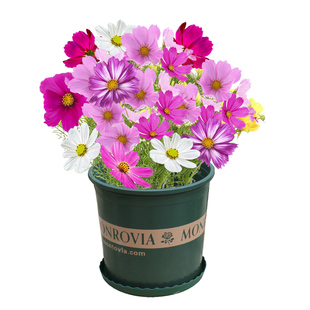 波斯菊花种籽子格桑花种子四季播种七彩花籽庭院别墅野花种孑易活