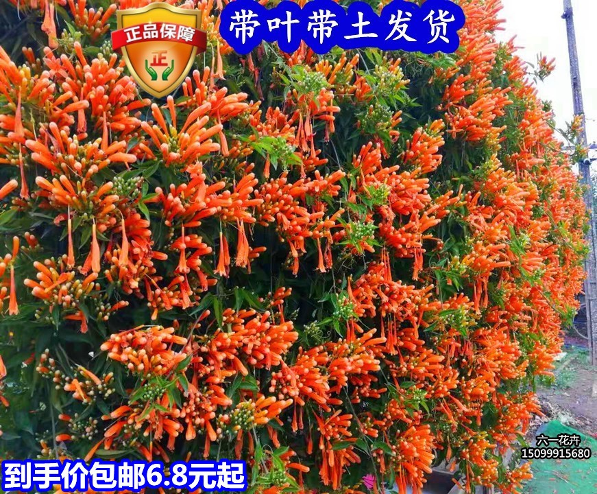 炮仗花苗 爬藤植物 鞭炮花 四季可种阳台庭院垂吊攀援花卉 藤本花