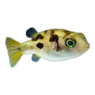 迷你河豚巧克力娃娃鱼除螺蜗牛克星活体潜水艇草缸小型热带观赏鱼