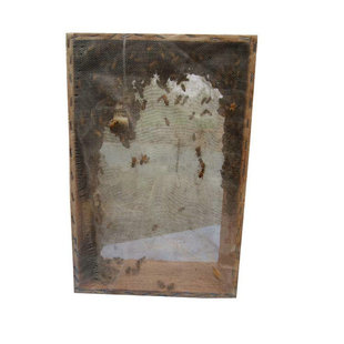 蜜蜂中蜂蜂群中蜂王中蜂蜂群带王蜜蜂群蜂王种王蜂群中蜂蜜蜂蜂群