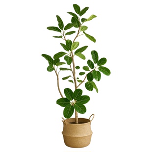 孟加拉榕树客厅绿植黄金榕高山榕树苗橡皮面包树室内落地大型盆栽