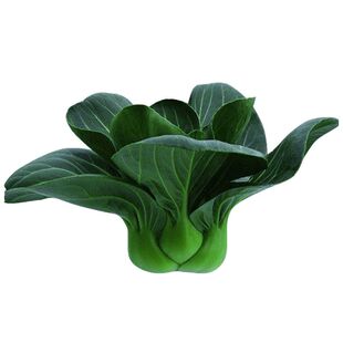 北京黑大头油菜种子 高产鸡毛菜青帮小白菜蔬菜籽 耐热抗病 秋播
