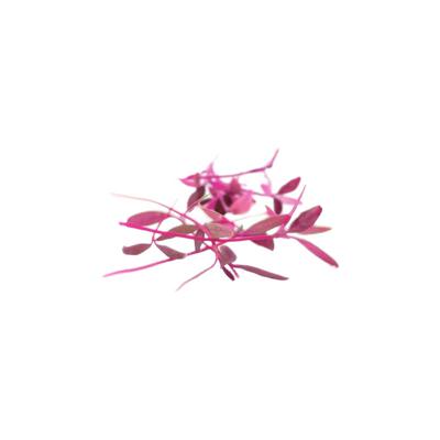 火红苗种子水培红苋菜微型蔬菜