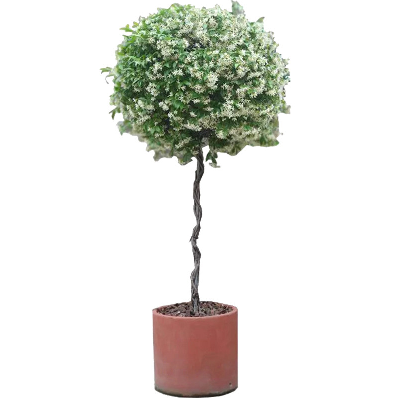 驱蚊爬藤植物风车茉莉大苗黄色粉色耐寒耐阴浓香四季开花银丝茉莉