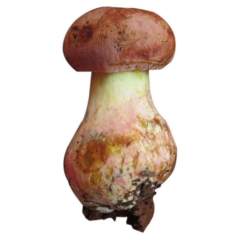 云南蘑菇野生菌美味云南现货现发