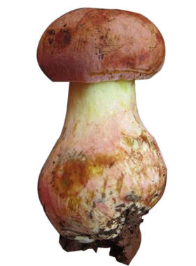 云南蘑菇野生菌美味云南现货现发