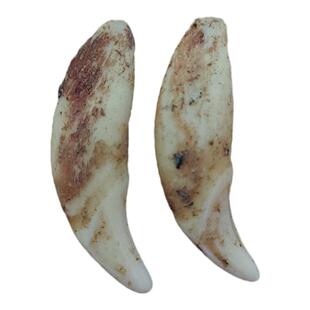 黑真狗牙齿正品裸牙打孔男女本命年小孩婴儿广西狗牙饰品平安挂件