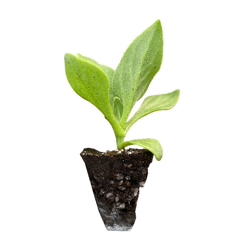 寿光水晶冰菜苗秧大叶冰草苗带土球四季冰菜种子苗子盆栽庭院种植
