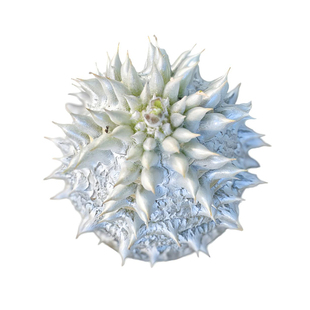 惠比大黑多肉大老桩块根植物室内盆栽稀有块根小苗1-5cm一物一拍