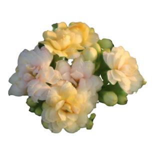 变色柠檬水果糖长寿花室内花卉重瓣好养花期长开花不断阳台庭院