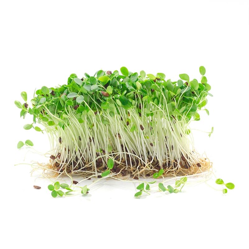 现摘香椿苗嫩芽可食用摆盘苗芽菜