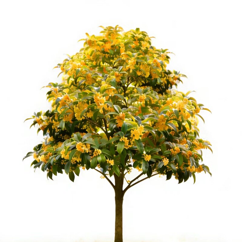 精品老桩桂花树苗带原土球包成活