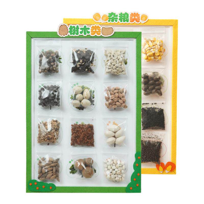 布好玩幼儿园种子观察教具