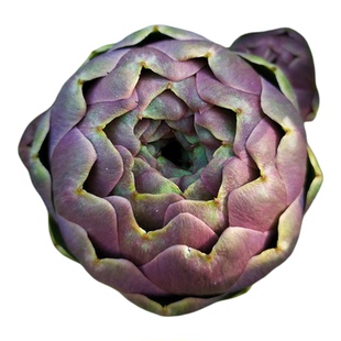 美国绿朝鲜蓟种子法国洋百合菜四季秋冬季盆栽孑不常见的蔬菜种籽