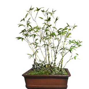 簕竹盆景佛肚竹盆栽罗汉竹室内阳台绿植小型矮化观赏植物庭院竹苗