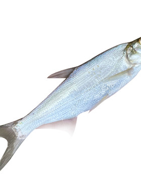 翘嘴鱼肉食性凶猛淡水养殖
