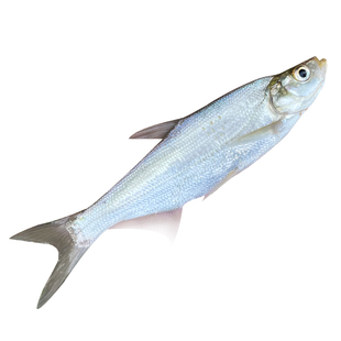 翘嘴鱼苗淡水养殖食用大白条小鱼苗大米级翘嘴红鲌苗本地翘壳鱼苗