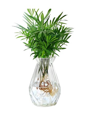 袖珍椰子盆栽富贵椰子绿植盆栽懒人 植物花卉盆景花卉好养植物