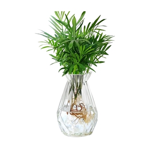 袖珍椰子盆栽富贵椰子绿植盆栽懒人 植物花卉盆景花卉好养植物