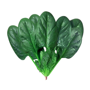 高产大叶菠菜种子冬季耐寒红根圆叶叶肉厚菠菜籽抗寒抗病菠菜籽