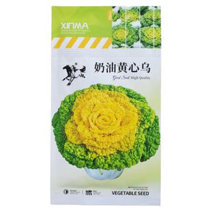黄心乌塌菜种子乌塌菜籽黄心菜种子乌塌菜种子黄心乌塌菜籽遍地金