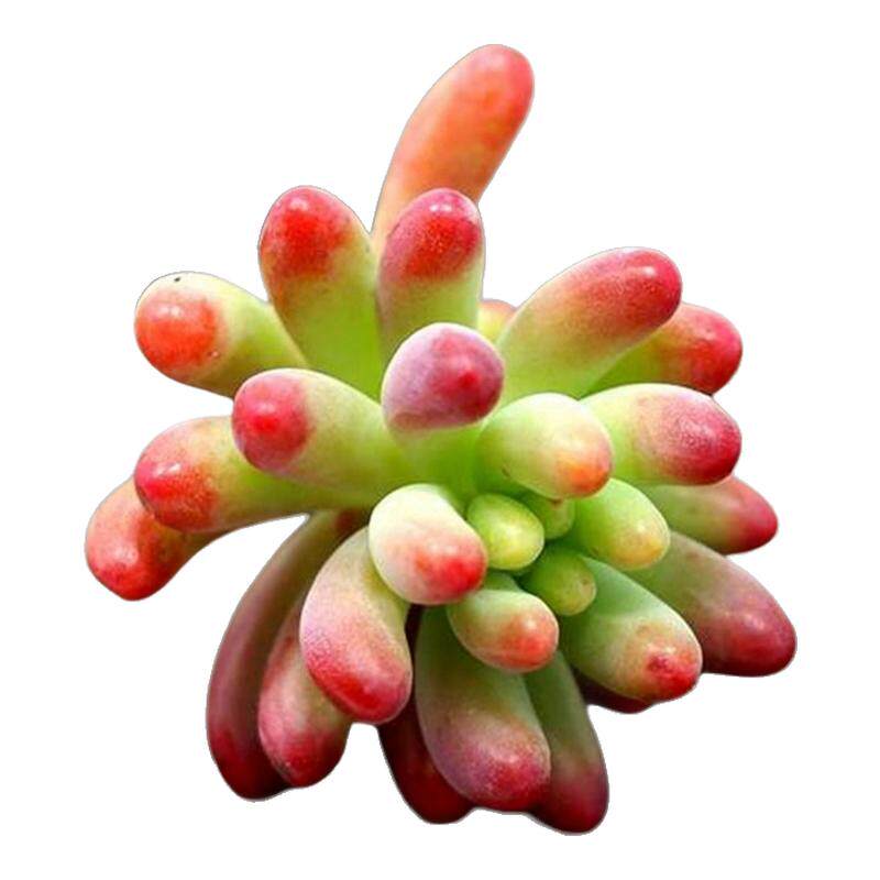 室内绿植肉肉植物生石花玉露基地小多肉小盆栽多肉植物批发