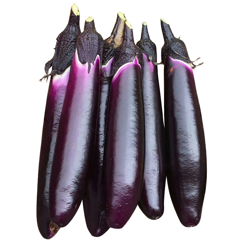 1619茄子种子种籽黑紫色嫁接长茄高产春季蔬菜苗秧孑秧苗带土种苗