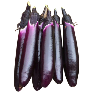 1619茄子种子种籽黑紫色嫁接长茄高产春季蔬菜苗秧孑秧苗带土种苗