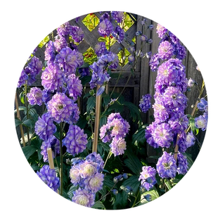 大花飞燕草花种重瓣草花苗盆栽种子春秋开花鲜切花庭院观赏花卉苗