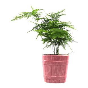 文竹种子30粒 室外阳台庭院花卉盆栽多年生观叶花卉种子 常绿植物