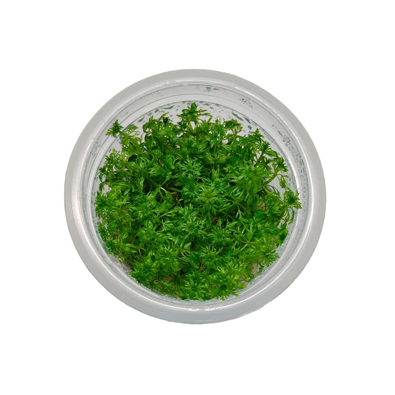 小宝塔无菌杯水草阴性后景鱼缸专用造景原生缸古法缸活体水草净化