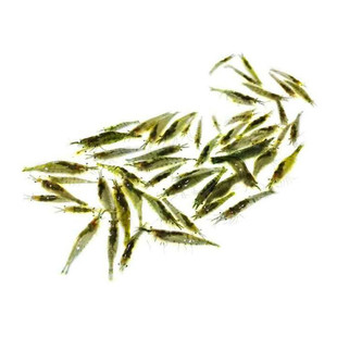 鱼官儿观赏虾B淡水除藻虾红水晶虾樱花虾大号草虾米虾宠物虾吃藻