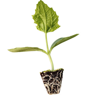 丝瓜苗夏季菜苗不嫁接长棱肉丝瓜种子四季阳台耐热蔬菜种籽孑秧苗